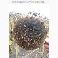 Семена подсолнечника РИМИ под Евролайтинг (CLEARFIELD )