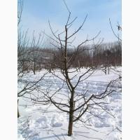 Професыйна обрызка дерев