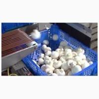 Продам грибы шампиньоны свежие. Оптом из собственного хозяйства
