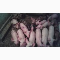 Продам поросята