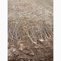 Продам саджанці горіха