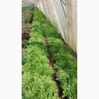 Продам салат : фризе, винтекс, ромен, сигал