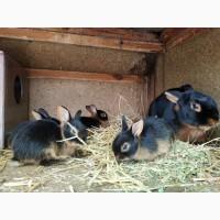 Продам черно огненных кролей