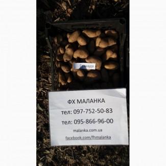 Продаем семенной картофель Гранада I репродукции. Отправка по всей Украине