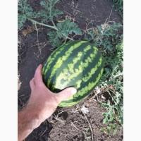 Продам арбуз