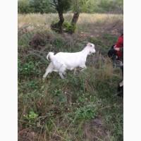 Продам дойных коз и молодых козлов