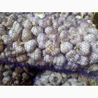 Часник на посадку Сорт Любаша супер еліта Воздушка