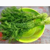 Продам зелень укропа