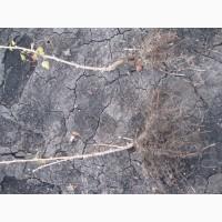 Продам саженцы черной смородины