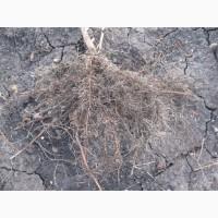 Продам саженцы черной смородины