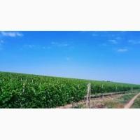 Продам Сухой Красный Вино-Продукт Каберне