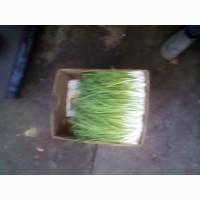 Зелена цибуля оптом від 100 кг