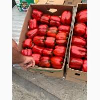 Продам перец Геркулес помидор.дыня