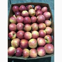 Продам яблука