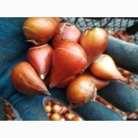 Тюльпан цибулини квіти