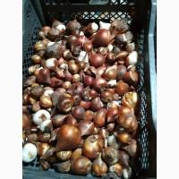 Тюльпан цибулини квіти