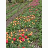 Тюльпан цибулини квіти