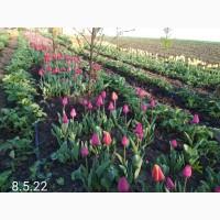 Тюльпан цибулини квіти