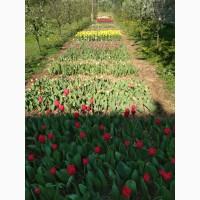 Тюльпан цибулини квіти