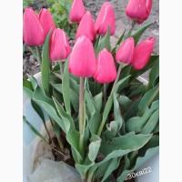 Тюльпан цибулини квіти