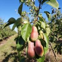Продам грушу Талгарку.Гарної якості, гарного розміру.З холодильника