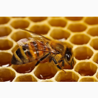 Продам бджолопакети