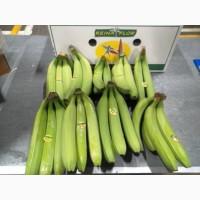 Продам банани ОПТ Эквадор, ЕС Україна