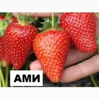 Продам саджанці полуниці садової сорт Амі