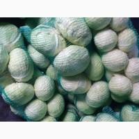 Продам капусту, сорт Агресор, Золтон, Анкома