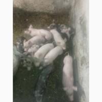 Терміново продам поросят, Ландрас з Петреном. Не дорого