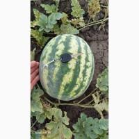 Продам кавун(арбуз) оптом, сорт Місон