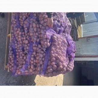 Продам посадкову картоплю