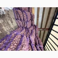 Продам посадкову картоплю