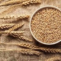 Продам пшеницю фуражну