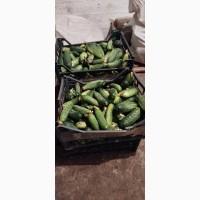 Продам огірки