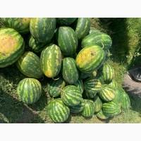 Кавун продам