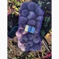 Продам буряк