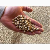 Боби кінські