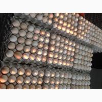 Инкубационное яйцо бройлера кросса ROSS 308 производства стран ЕС