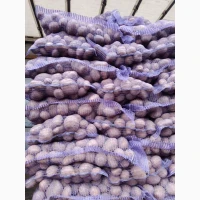 Товарну картоплю сорт Констанс