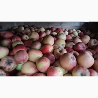 Продам яблука на переробку