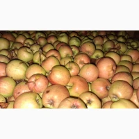 Продам яблука на переробку