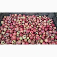 Продам яблука на переробку