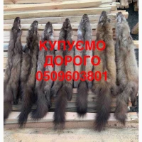 Купуємо шкіри куниці, бобра, кроля, зайця та видри