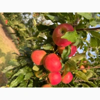 Продам сортове яблуко Гала Маст, Гала Шніка