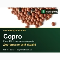 Продам насіння сорго - еліта, РН-1, доставка по Україні