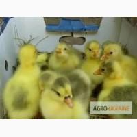 Продам Гусей Легард Датський, Велика сіра