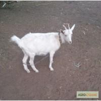 Продам 2-х Козочек 7 месяцев