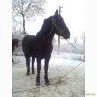 Продам коні