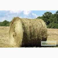 Продам сено